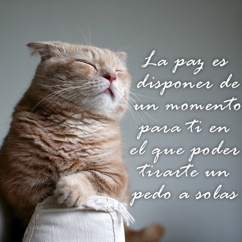 tumblr_l4xnhfNt3Q1qzoz68o1_500