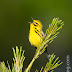 Prairie Warbler, Georgian Bay Islands National Park, Ontario