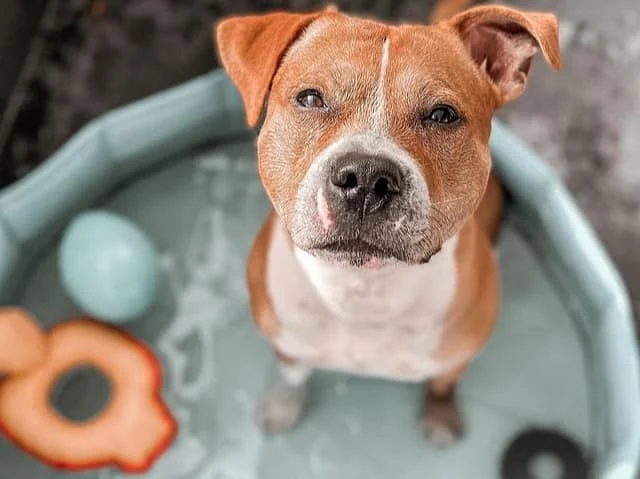 How do I keep my dog cool on a hot day