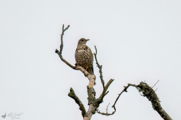 Mistle thrush