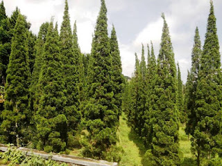 Cemara Lilin, cemara tretes, cupressus sempervirens, moraceae tanaman cemara lilin cupressus sempervirens, budidaya cemara lilin, cemara lilin wikipedia, cemara lilin harga, beli cemara lilin, nama latin cemara lilin - 29 Jenis Tanaman yang Sering Dijadikan Penghias Taman - honaylandscape.blogspot.com