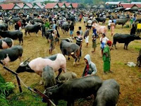 Pasar Bolu, Pasar Unik Di Toraja Utara 