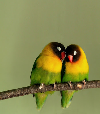 Love in Birds 