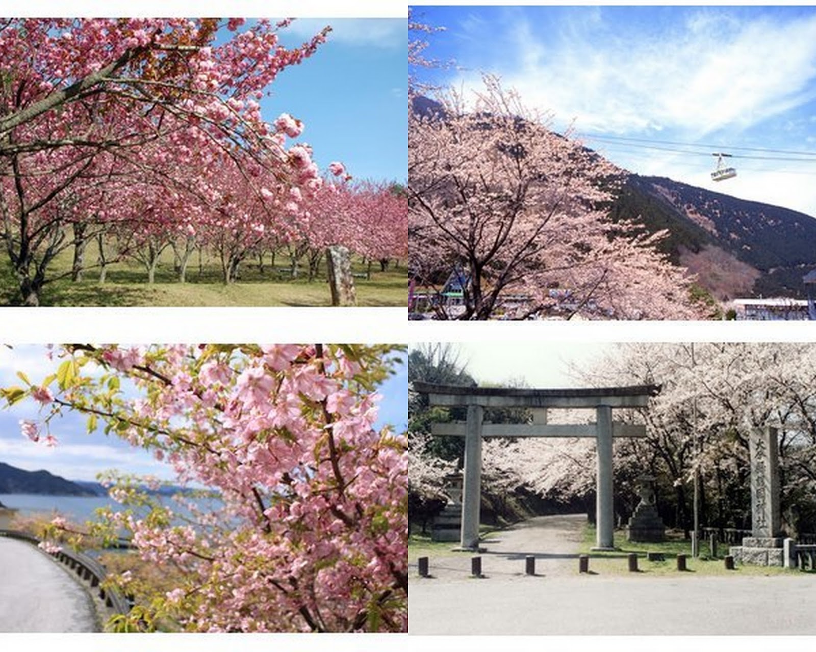 大分縣內櫻花情報九州福岡一心寺平和市民公園上野ヶ丘墓地公園別府市安樂寺扇 Others Theztyle Com