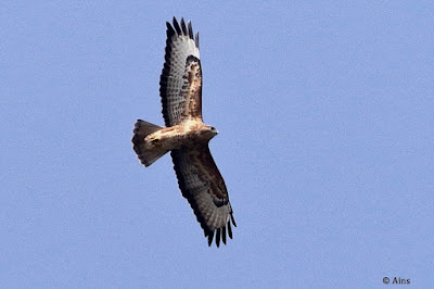 "Common Buzzard - Buteo buteo, winter visitor scanning for prey from above."