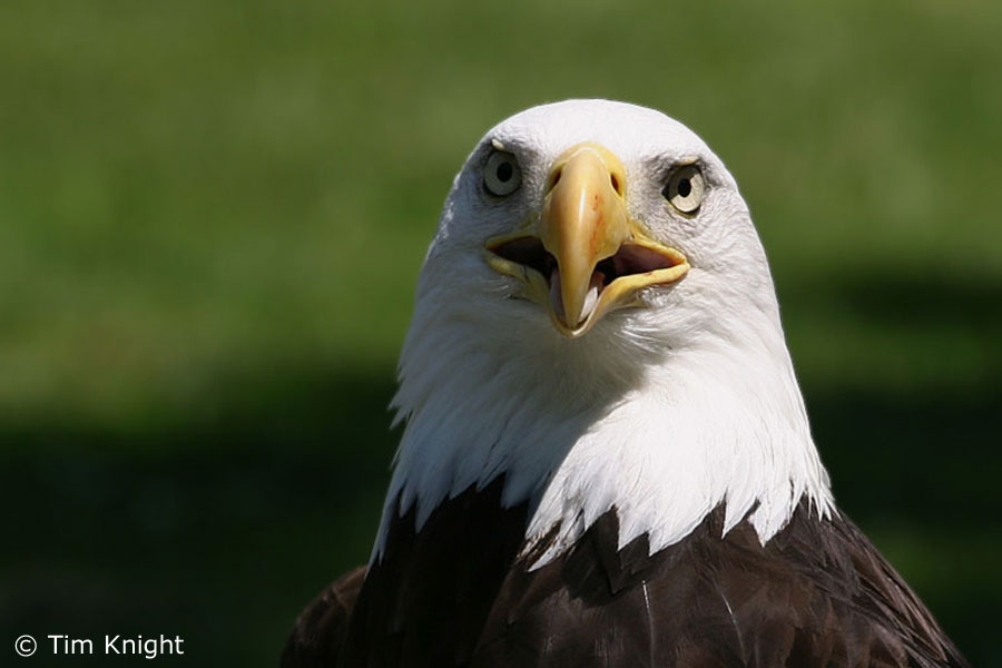 eagle wallpapers. Eagles Pictures