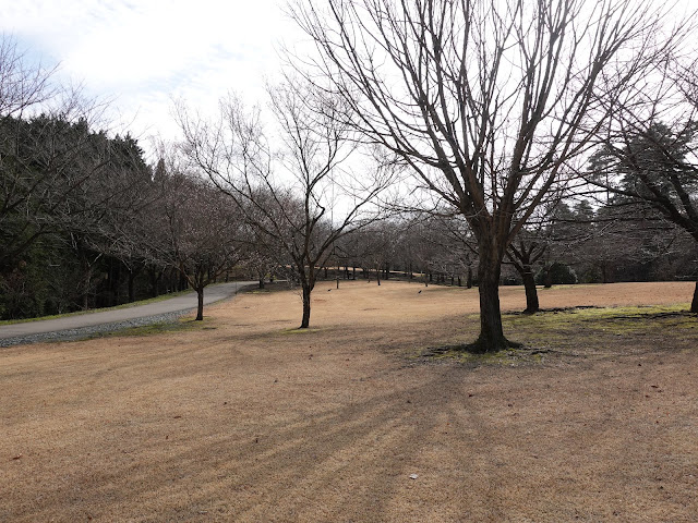 とっとり花回廊　桜の広場