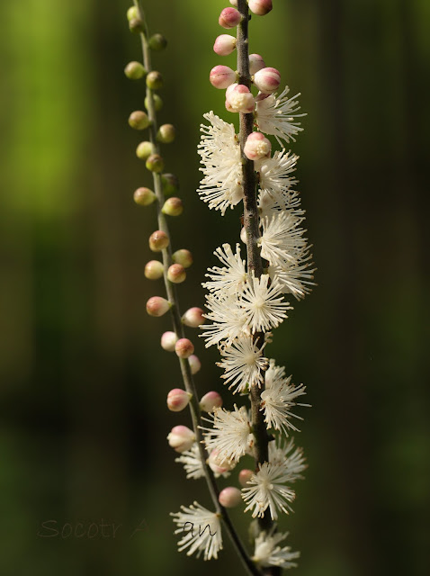 Cimicifuga biternata