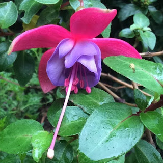 dark eyes fuchsia