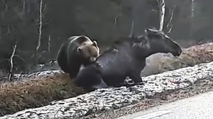 Quando O Urso Ataca O Alce
