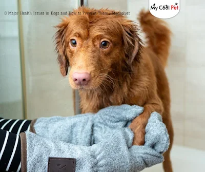 Health Issues in Dogs and How to Prevent Them