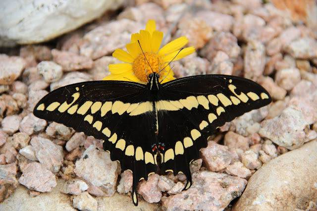 Western Giant Swallowtail