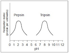 Grafik Hubungan Enzim dan pH
