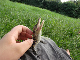 funny animal pictures, baby crocodile love getting back scratched