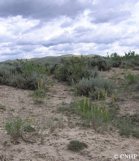 Astragalus osterhoutii habitat