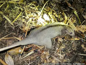 Night walk tour in rainforest