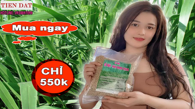 Hạt Giống Cỏ Tiến Đạt