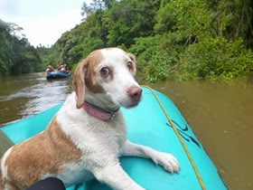 Pets Adventure 14 (75)