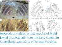http://sciencythoughts.blogspot.co.uk/2017/12/ankalodous-sericus-new-species-of-mult.html