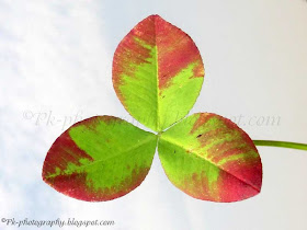 3 Leaf Clover