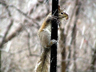 funny animal picture of frozen squirrel outside in snow storm