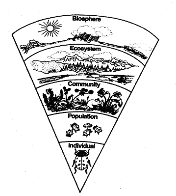 Environmental animal niche and St Ecological Biodiversity Joseph worksheet Science: Levels of Environmental animal niche and St Ecological Biodiversity Joseph worksheet Science: Levels of