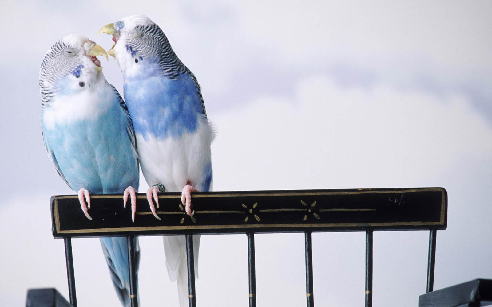 Gambar Burung Burung Yang Berpasangan