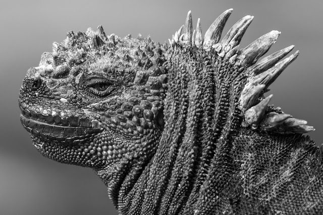 Santiago Marine Iguana, Puerto Egas