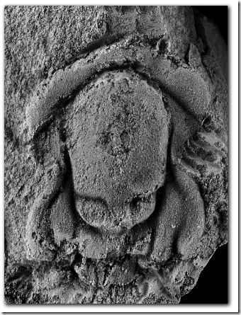 Cranidio mureroensis