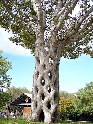 strange and funny trees 14 Pohon Aneh Yang Tumbuh Di Tempat Aneh