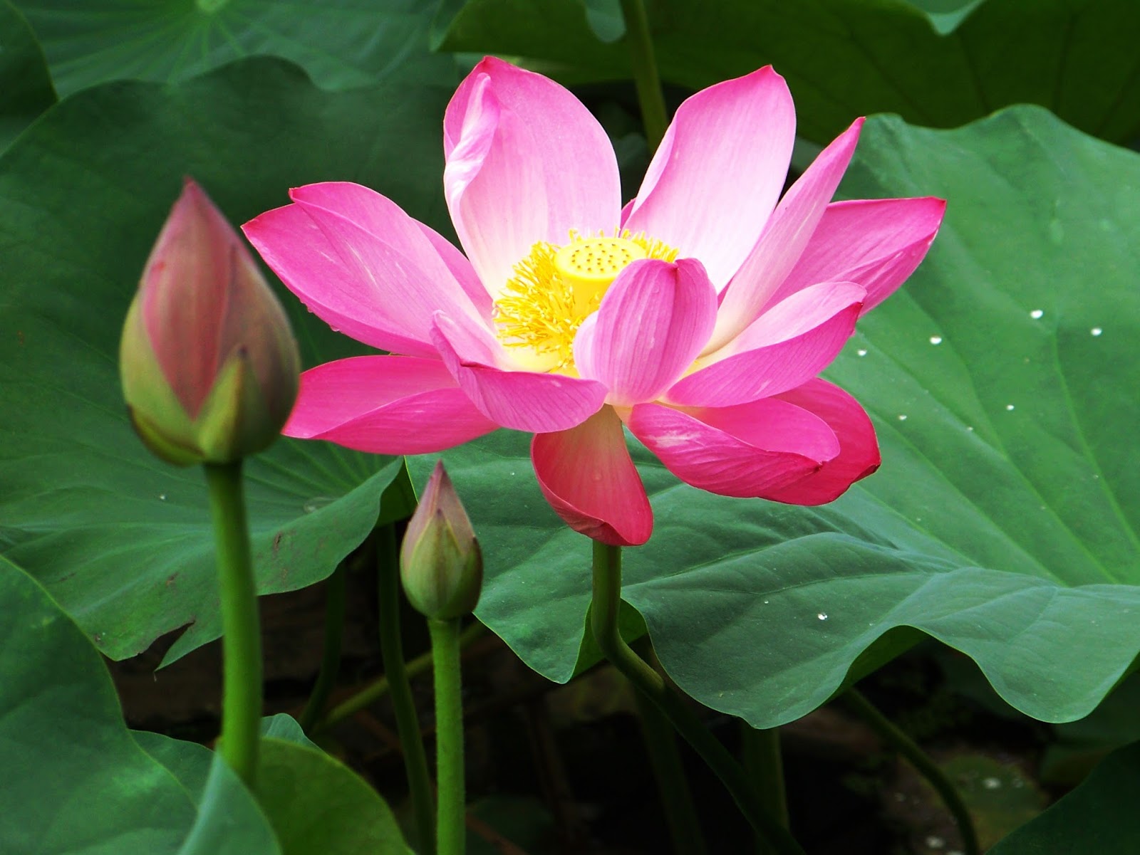 Gambar Bunga Lotus