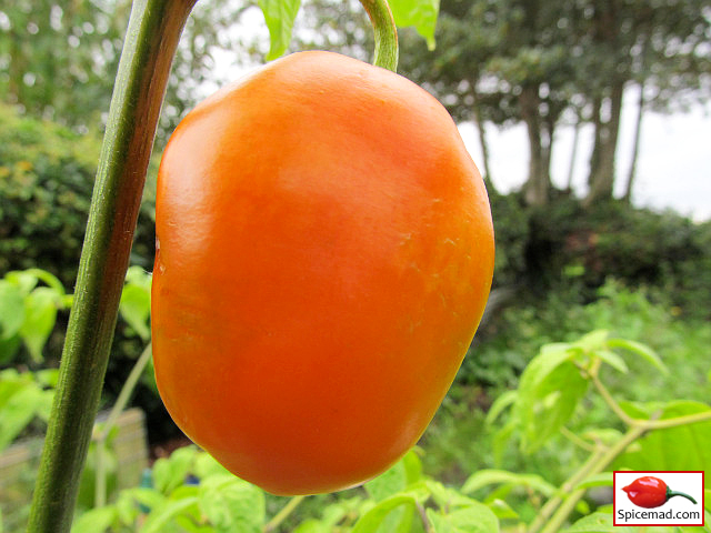 Puno Pica Orange Rocoto - 15th September 2023