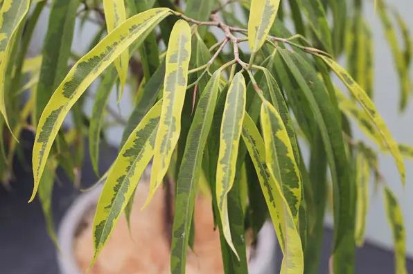 Karet Shonan (Ficus binnendykii)