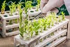 Plant Breeding & Genetics Notes by ANGRAU ! Download Plant Breeding Notes PDF 