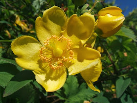 Hypericum or st john's wort