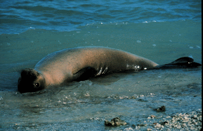 Cute Seal Seen On www.coolpicturegallery.us