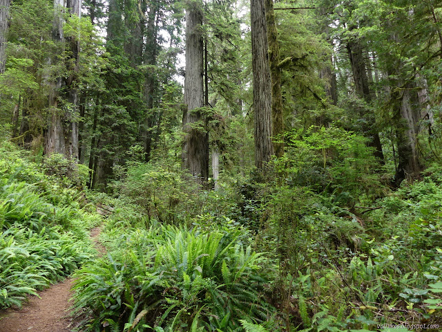 ferns and redwoods