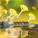 3BEE, " The great meltdown": anche le api hanno sete, il nuovo claim di sensibilizzazione