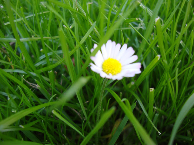Flower of Grass @ http://ReD-PiX.blogspot.com