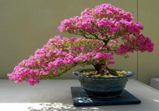 Pohon bonsai: Bonsai basics4