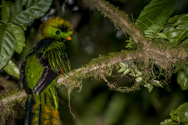 Quetzal