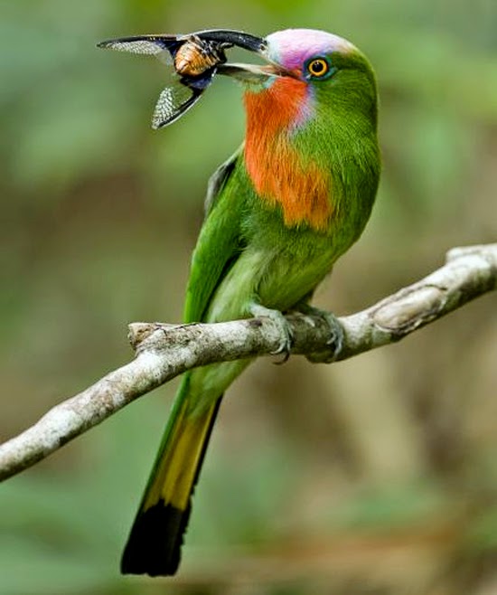 Kumpulan Foto Burung  Cantik  Jantan FOTO BURUNG  KICAU
