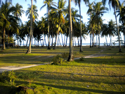 Batayan Island Beach High talling coconut trees