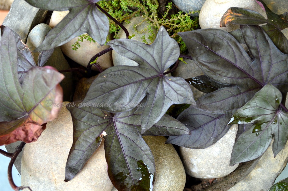 My Sweet potato vine looks prettier just because it springs out of 