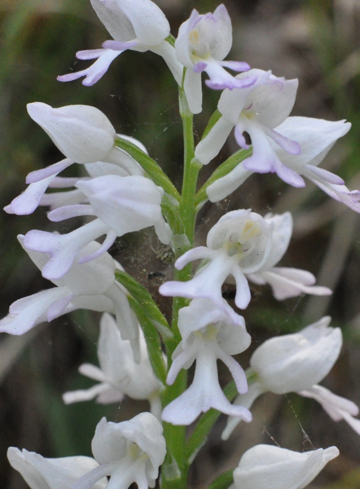 Orchis militaire blanche