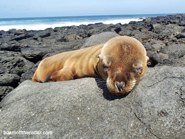  La Lobería,Galapagos Islands