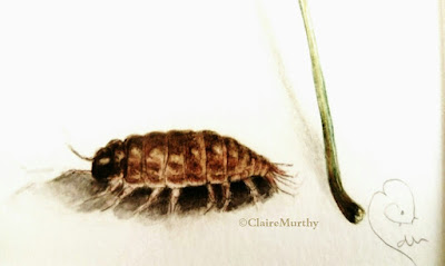 Watercolour Art Blog. Watercolour painting of a woodlouse and ivy from the garden. Kent.