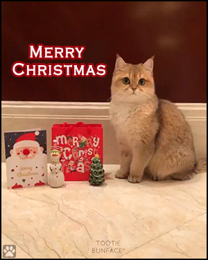 Merry Xmas Cat GIF • Cute 'Tootie bunface' wishes you a 'MERRY CHRISTMAS' [ok-cats.com]