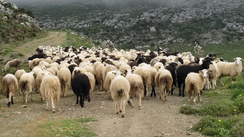 Ευλογιά των προβάτων στην Ευρωπαϊκή Τουρκία - Σε επαγρύπνηση οι κτηνοτρόφοι του Έβρου