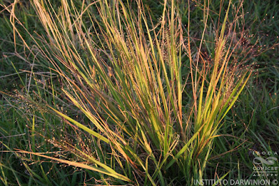 Paja voladora (Panicum bergii)